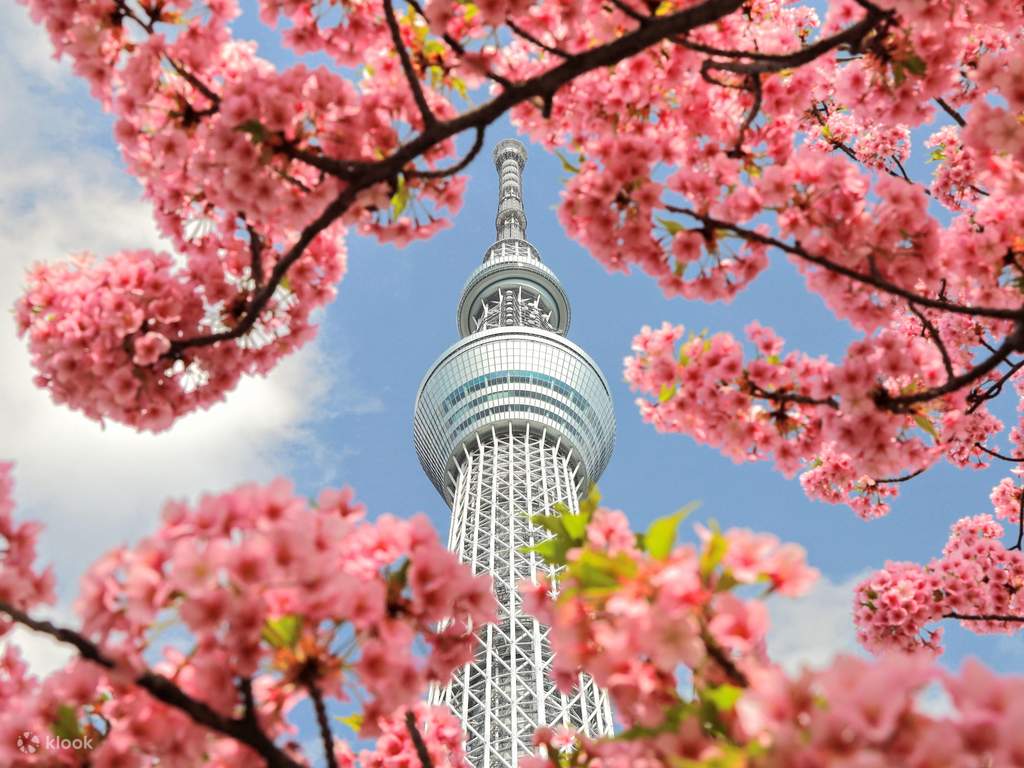 kochia hill sightseeing day tour from tokyo