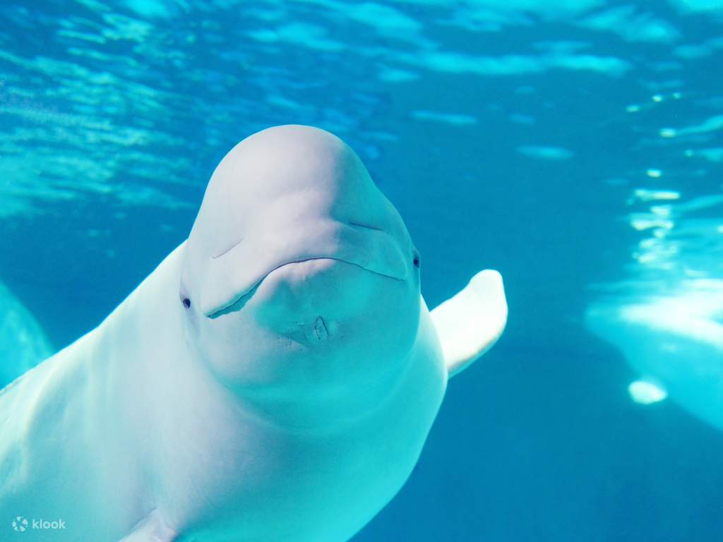 get close to the creatures of the sea at kamogawa sea world