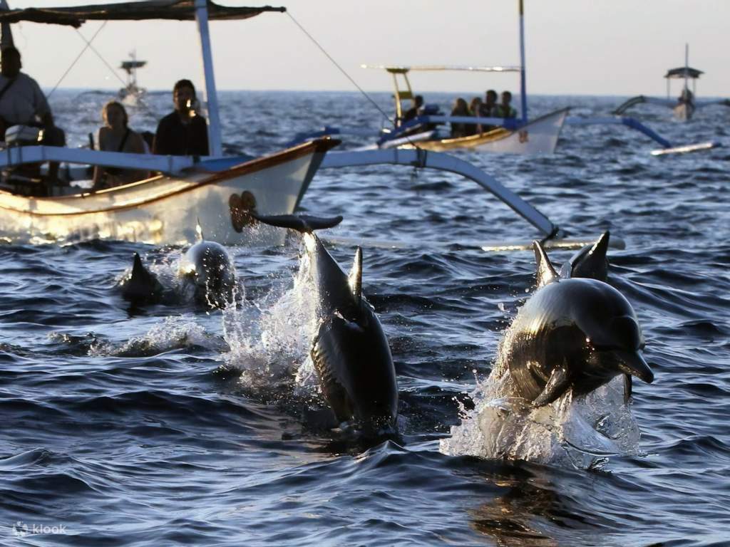 swim with the shark at bali sharks rescue center