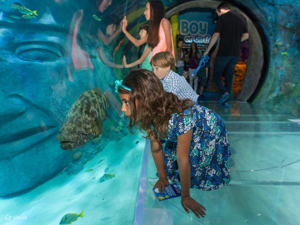 meet marine animals at sea life orlando aquarium