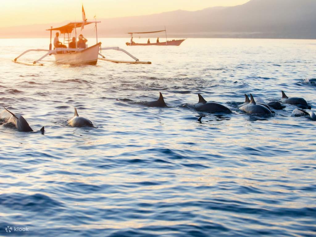 swim with the shark at bali sharks rescue center