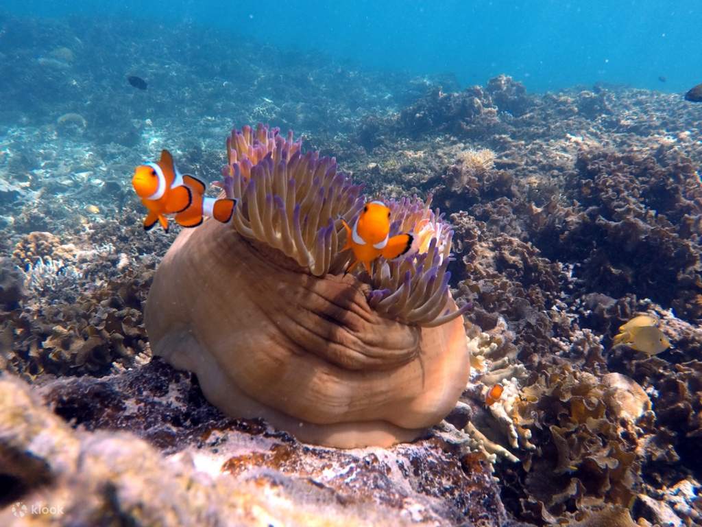 opt for a snorkeling escapade on mengalum island