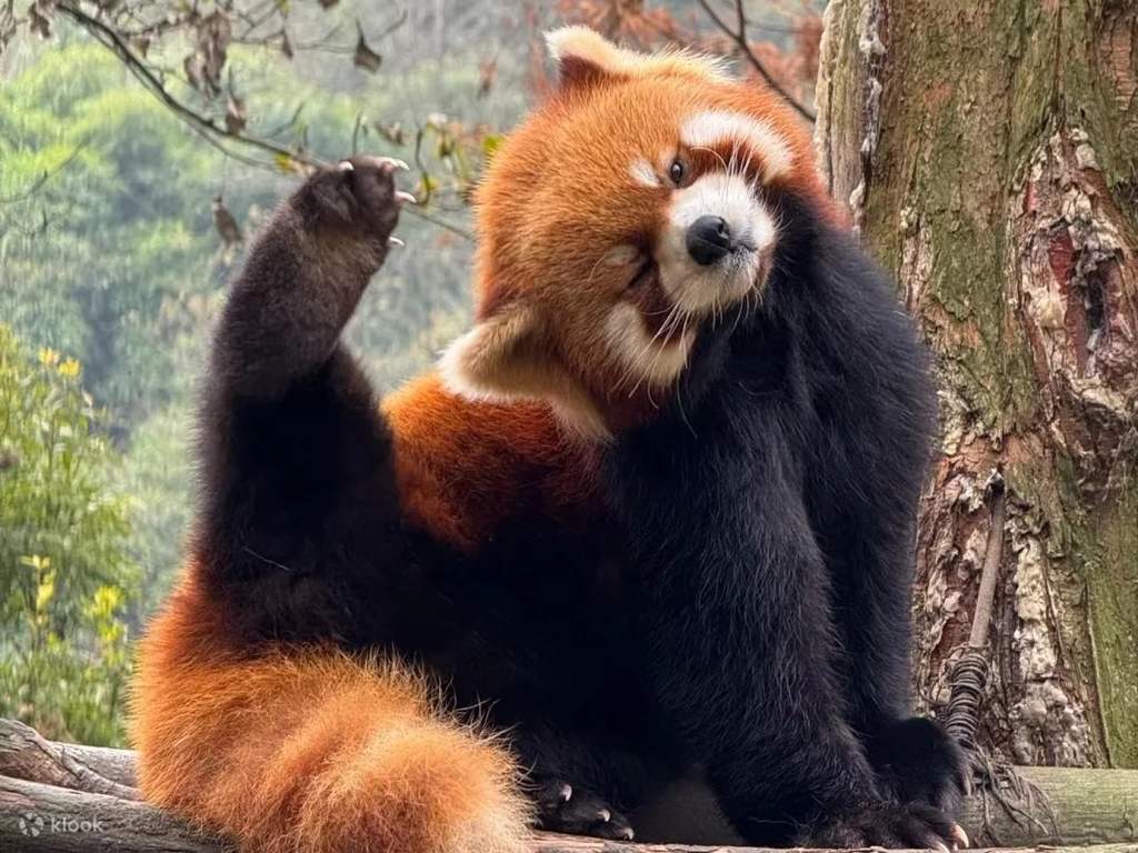 dujiang yan