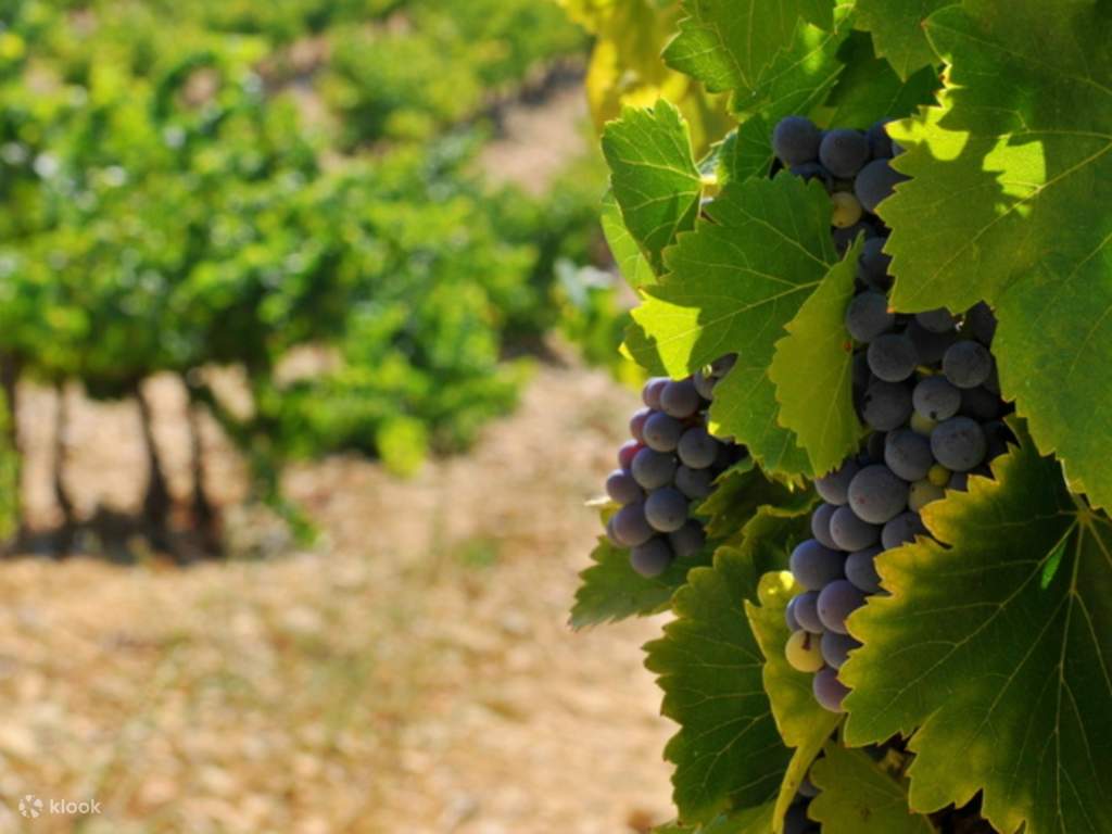 experience a half-day wine tour from aix-en-provence