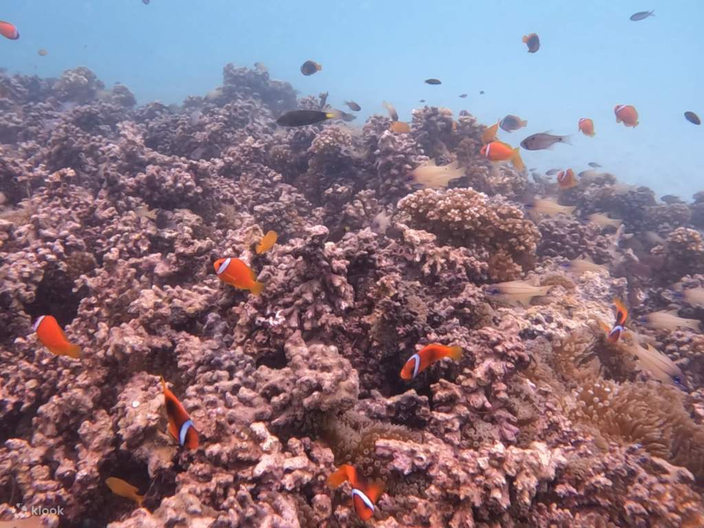 enjoy a mud bath at pulau tiga