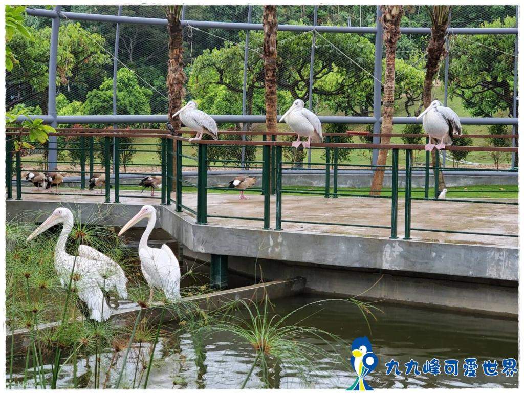 九九峰動物樂園