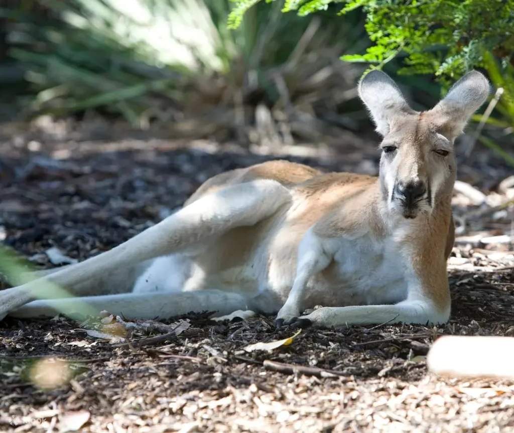 taronga zoo visit