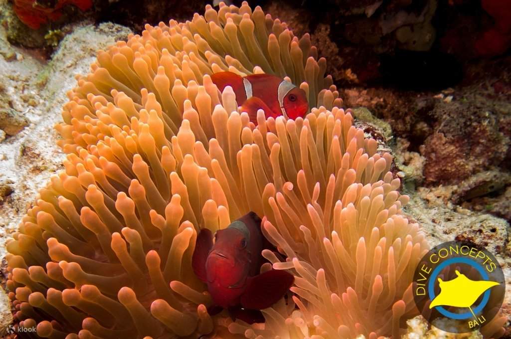 Clownfische und Anemonen im Meer von Tulamben