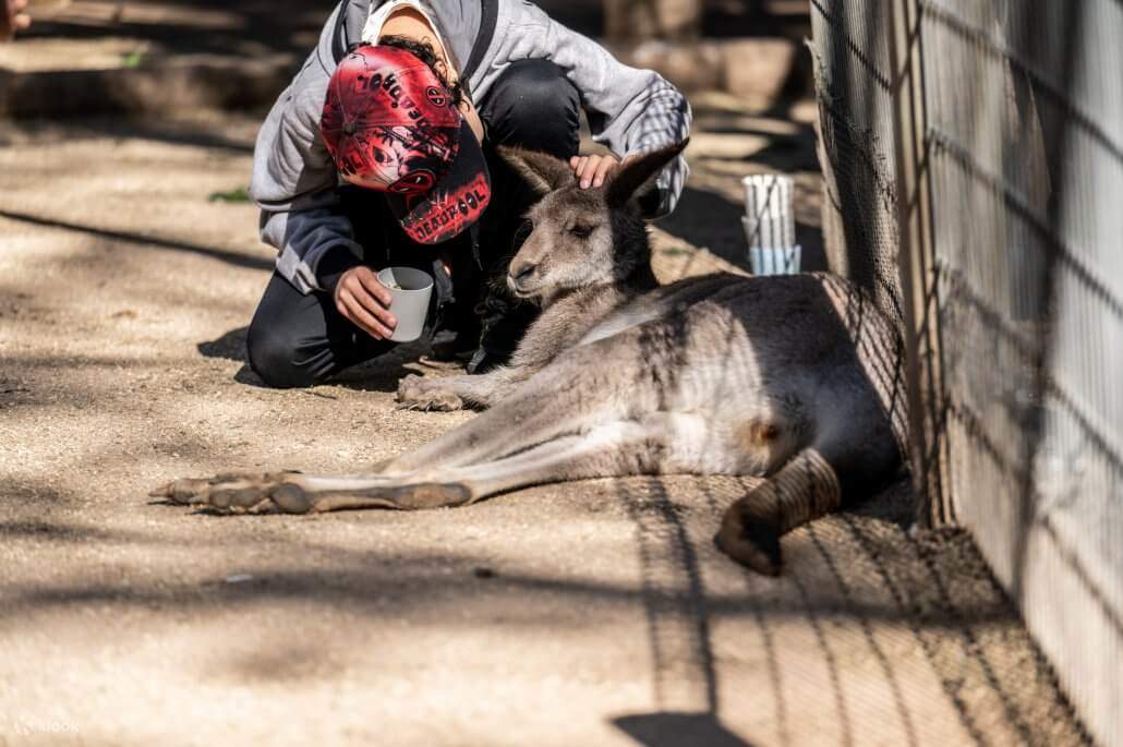 Featherdale Wildlife Park Ticket in Sydney