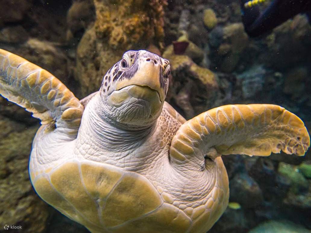 A green sea turtle glides peacefully through crystal clear waters