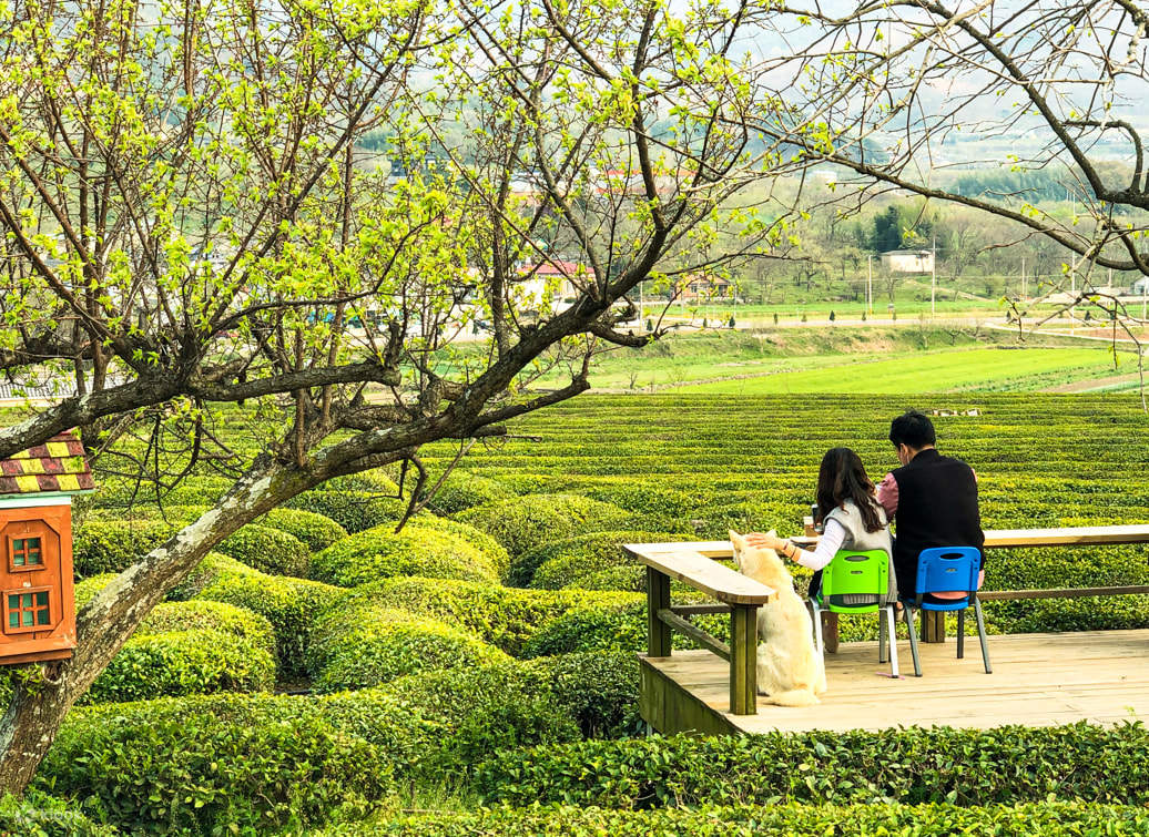 Tour Một Ngày Jinju & Hadong với Lễ hội đèn lồng Jinju - Klook Việt Nam