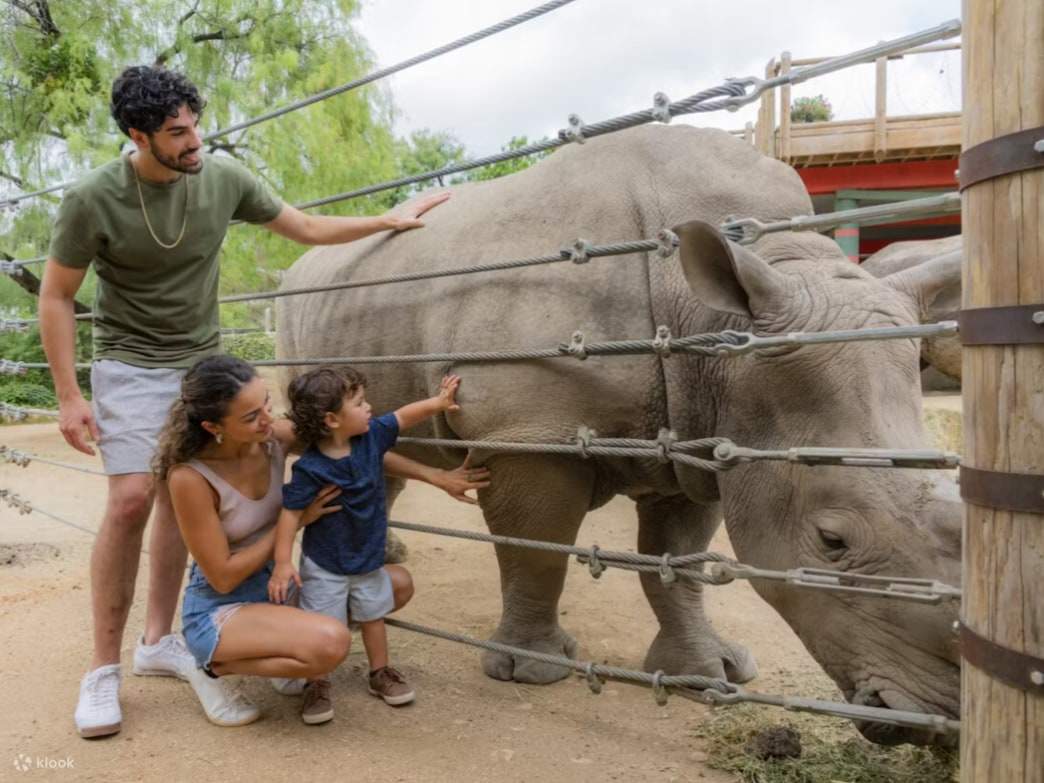 Cha mẹ và con cái ngạc nhiên khi nhẹ nhàng chạm vào con tê giác khổng lồ đang đi ngang qua