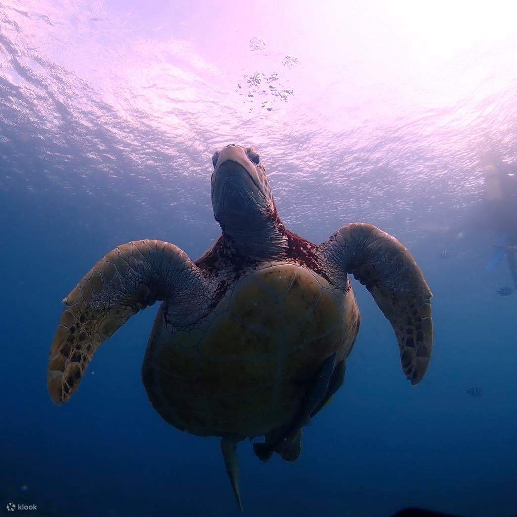 Snorkeling alla cassetta postale sottomarina di Penghu