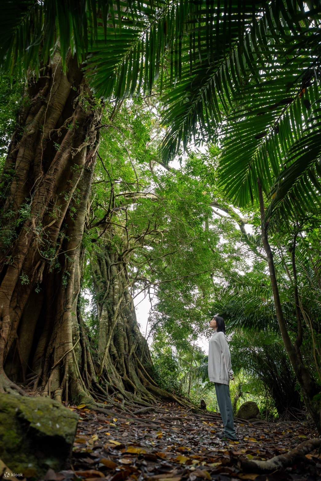 台東： 鸞山部落ディープ観光ガイド