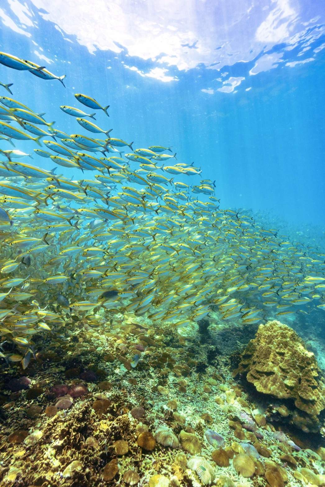龟岛＆南缘岛周边浮潜一日游