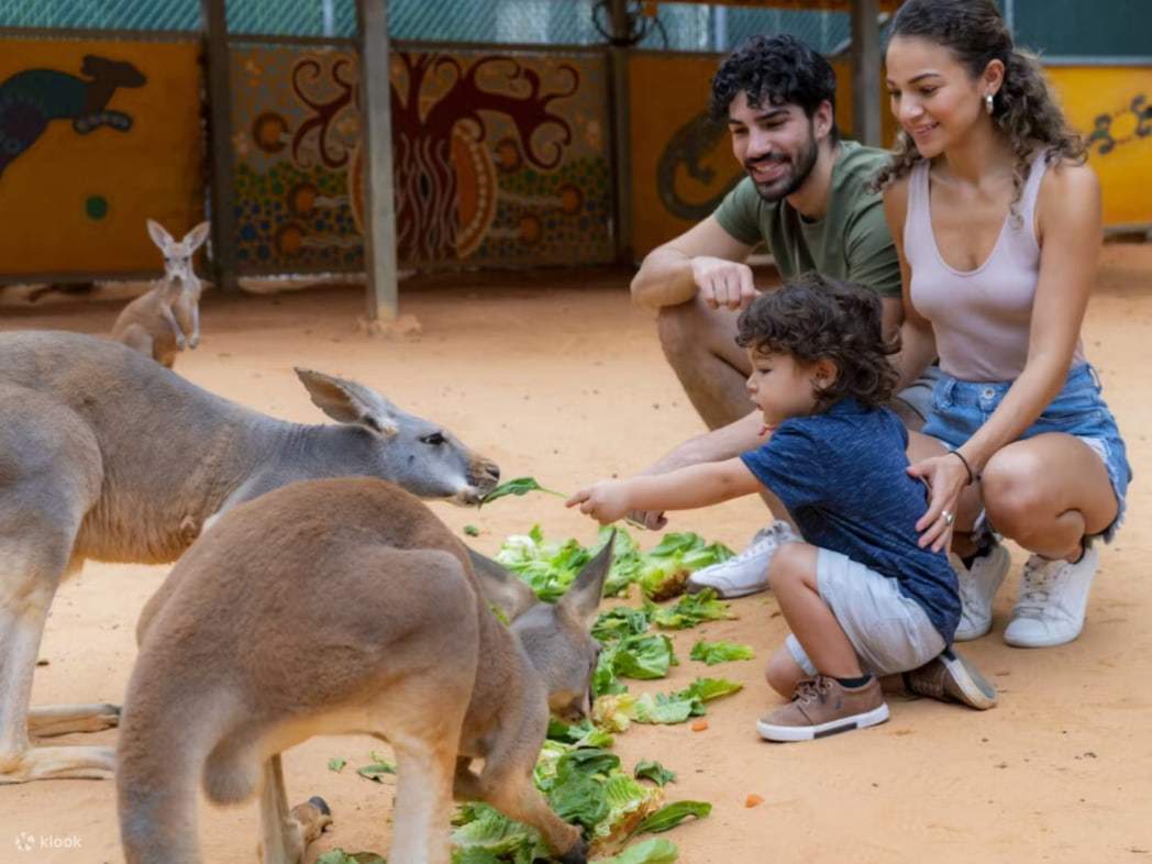 Cả hai cùng nhau cúi xuống để cho kangaroo ăn ở cự ly gần