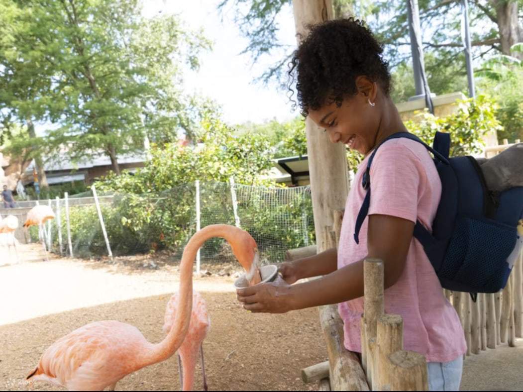 Một em bé thích thú cười khúc khích khi cho hồng hạc ăn trực tiếp từ tay mình