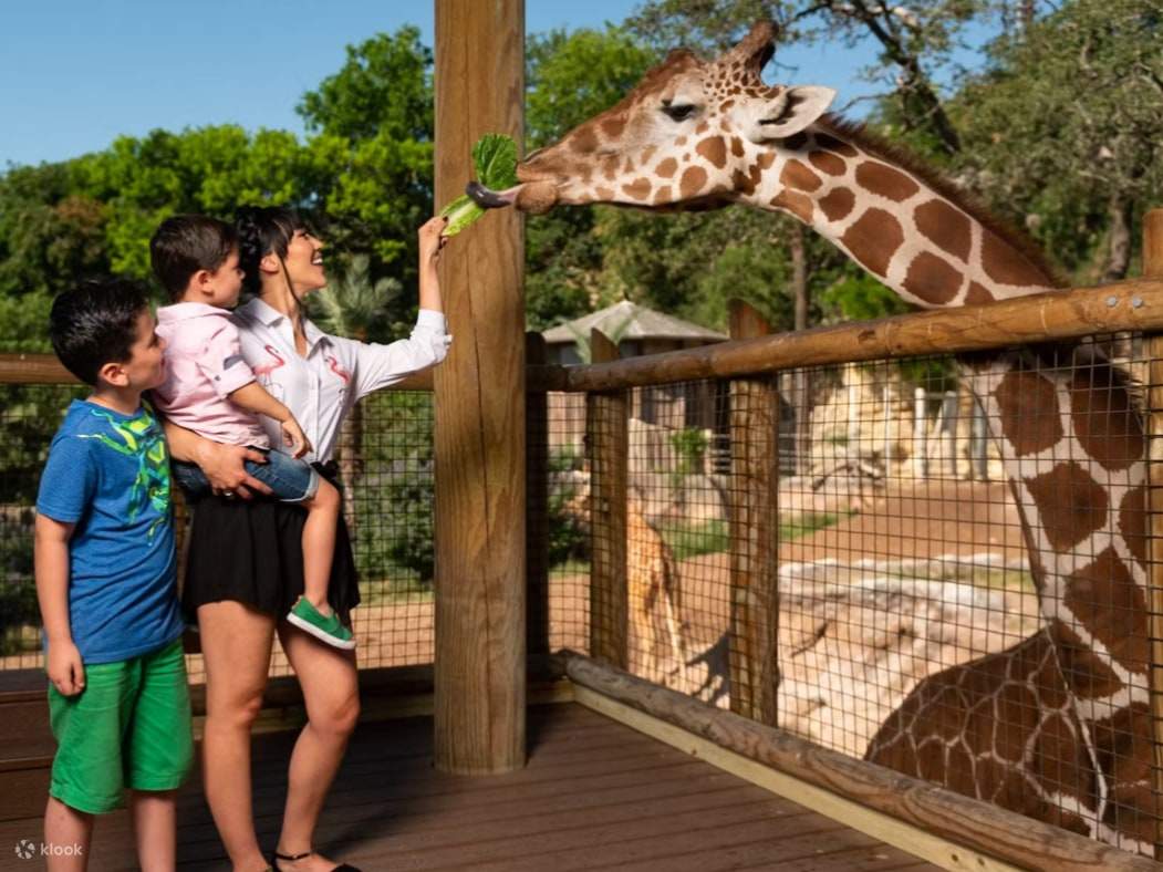 Với ánh mắt rạng rỡ và tiếng cười, các em nhỏ vươn tay cho những chú hươu cao cổ ăn