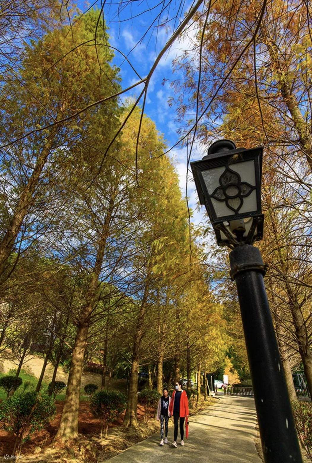 Самая популярная достопримечательность в Синьчжу, где можно сделать фотографии на фоне метасеквойи