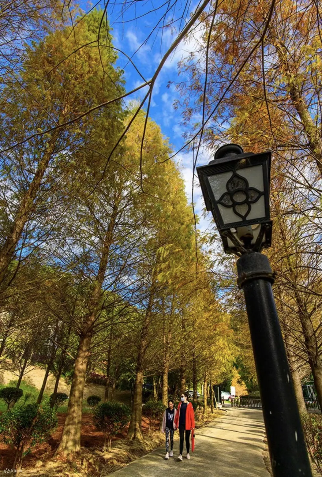 新竹最热门的落羽松打卡景点