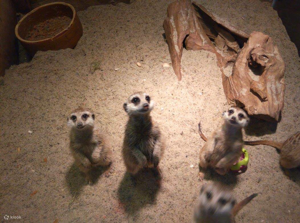 KL Tower Mini Zoo Discount Ticket in Kuala Lumpur, Malaysia Klook