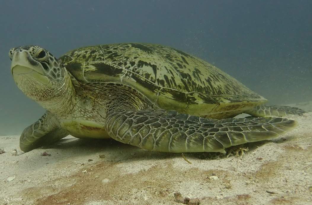 PADI進階開放水域潛水員