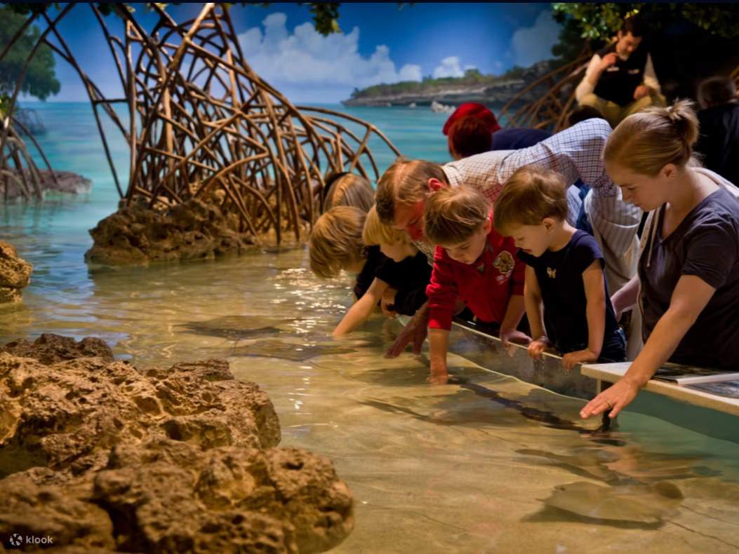 얕은 수조에 손을 살짝 담그고 스팅레이가 미끄러지듯 지나갈 때 미소를 지어보세요.