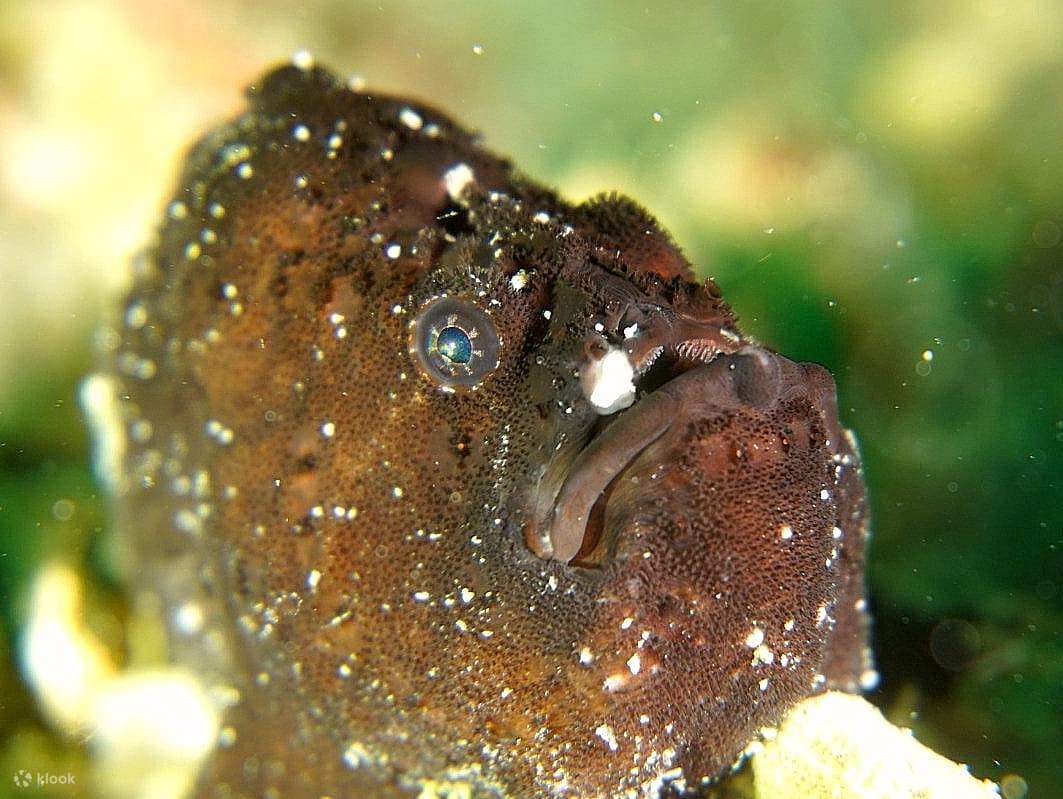 Saksikan keajaiban hidupan marin yang berwarna-warni di bawah ombak Perhentian: syurga penyelam