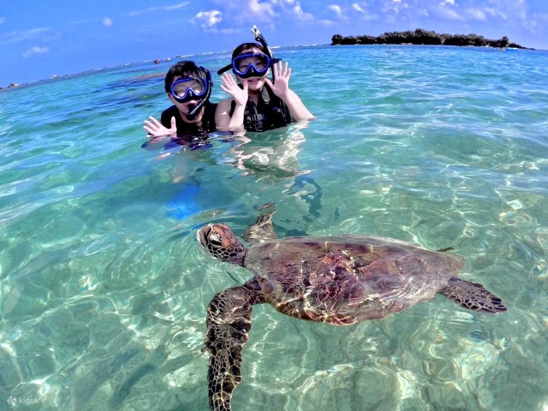 如果时机合适，您或许能看到海龟换气的场景