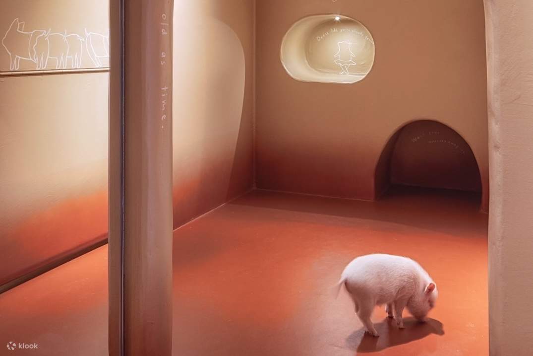 Private Room Micro Pig Cafe with Pig Treat Experience (Tokyo)