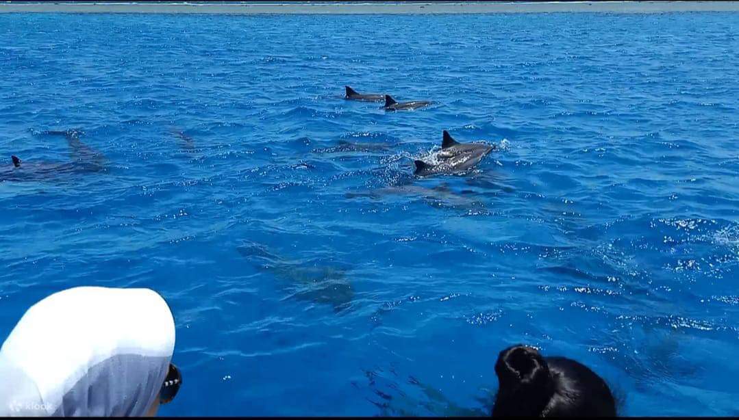 Alami keajaiban tempat tumpuan ikan lumba-lumba paling terkenal di Marsa Alam