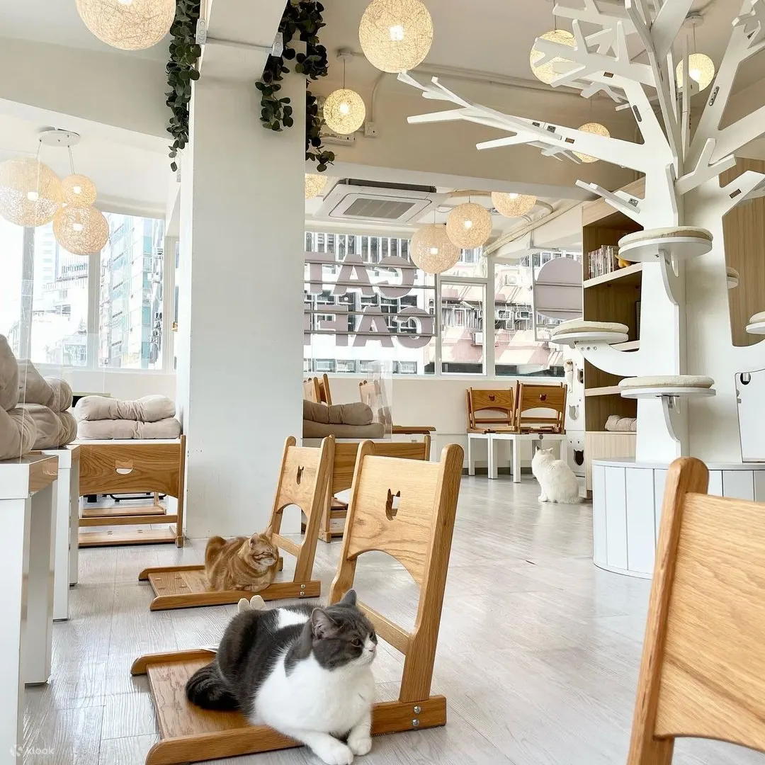 Hong Kong Cat Cafe - Cats Tea Room Mongkok Tsim Sha Tsui Tsuen Wan