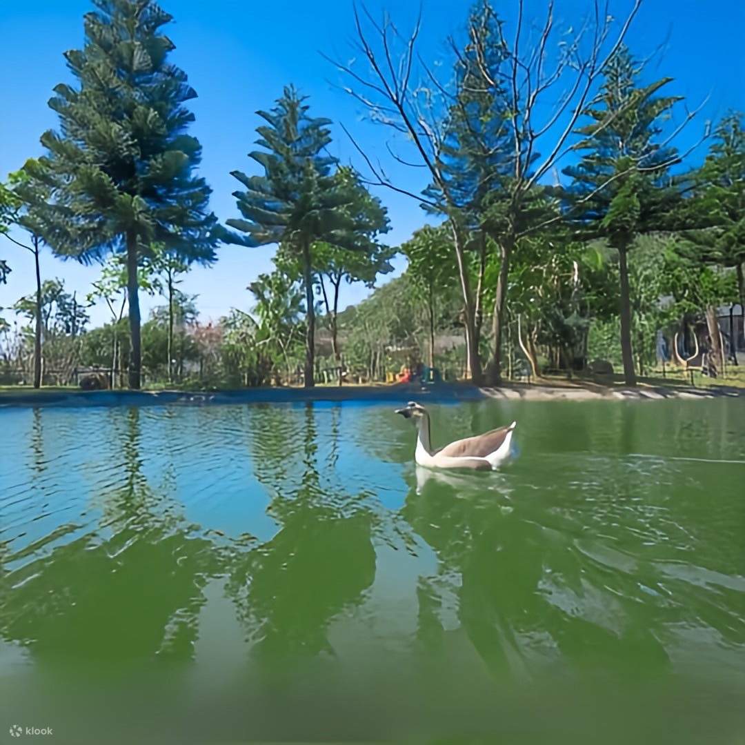 เถาหยวน: Tea Field 里山野露營