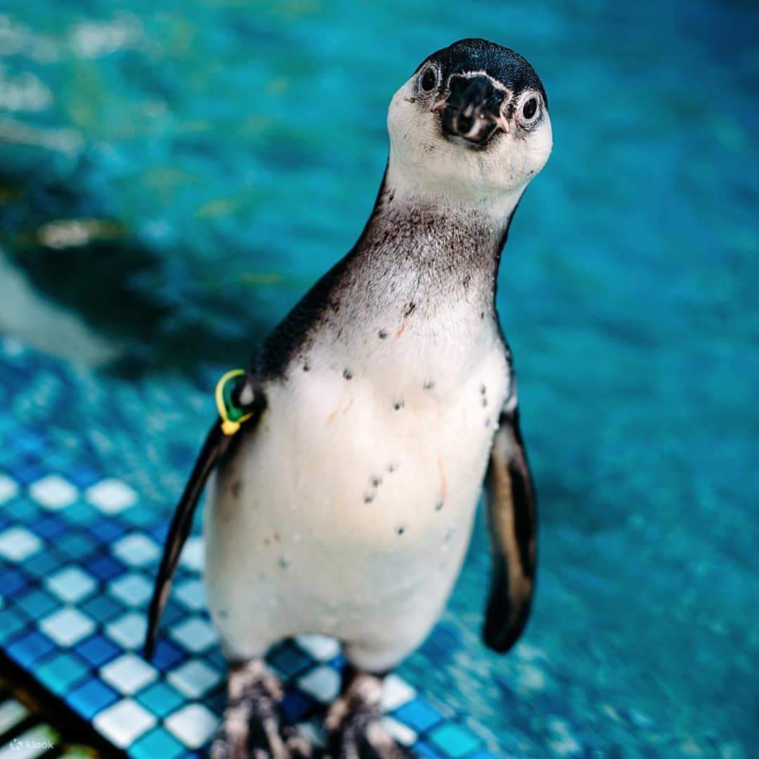 パタヤ半日旅行