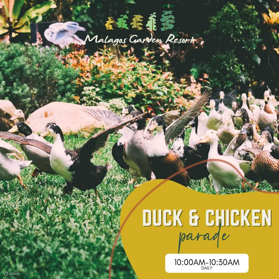 ขบวนพาเหรดเป็ดและไก่ ณ มาลากอส การ์เด้น รีสอร์ท