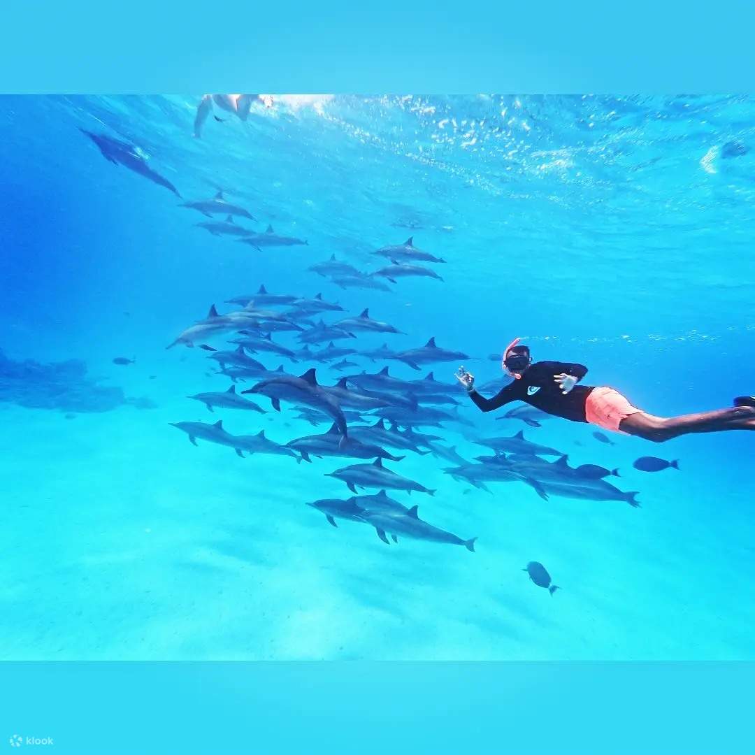 Cari ikan lumba-lumba liar dan saksikan mereka meluncur dengan anggun di dalam air