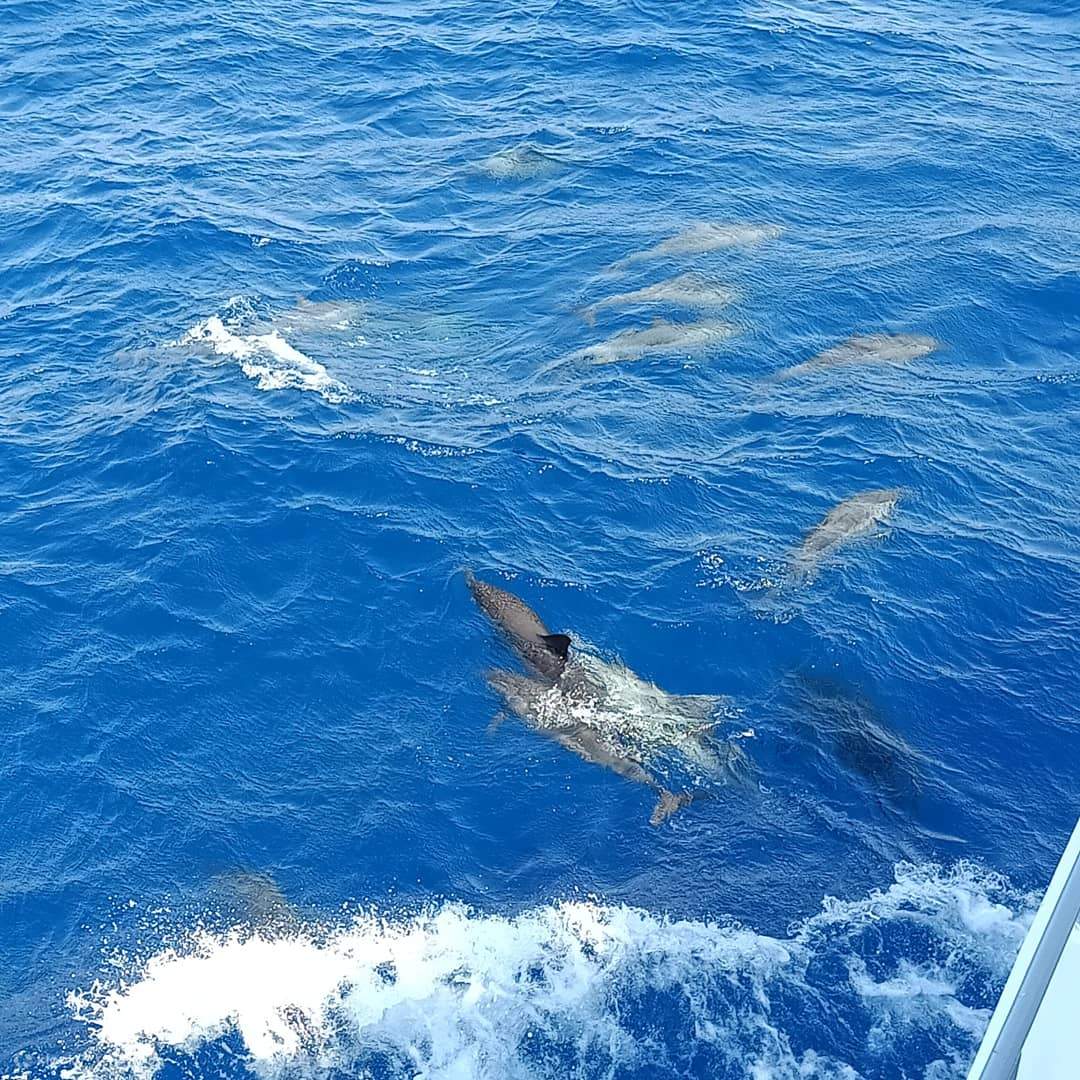 Samadai Reef menawarkan pengembaraan yang tidak dapat dilupakan dengan lumba-lumba penghuninya