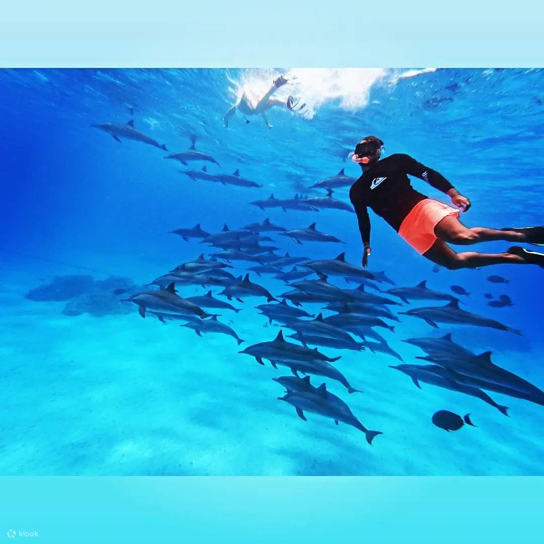 Selami keindahan taman marin yang dipenuhi dengan ikan lumba-lumba, terumbu karang dan ikan berwarna-warni