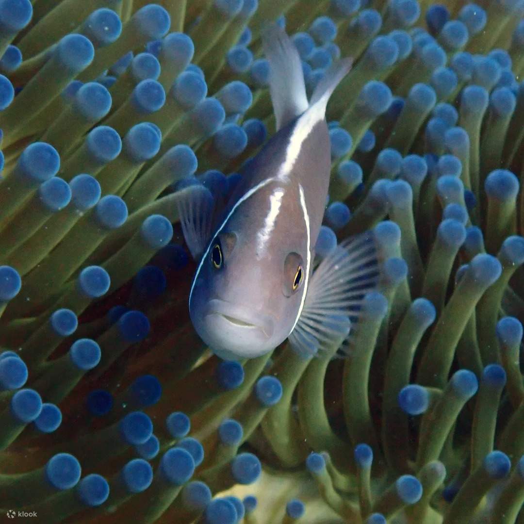 หลีกหนีความวุ่นวายสู่ความงามบริสุทธิ์ของเขตรักษาพันธุ์สัตว์ทะเลไทย