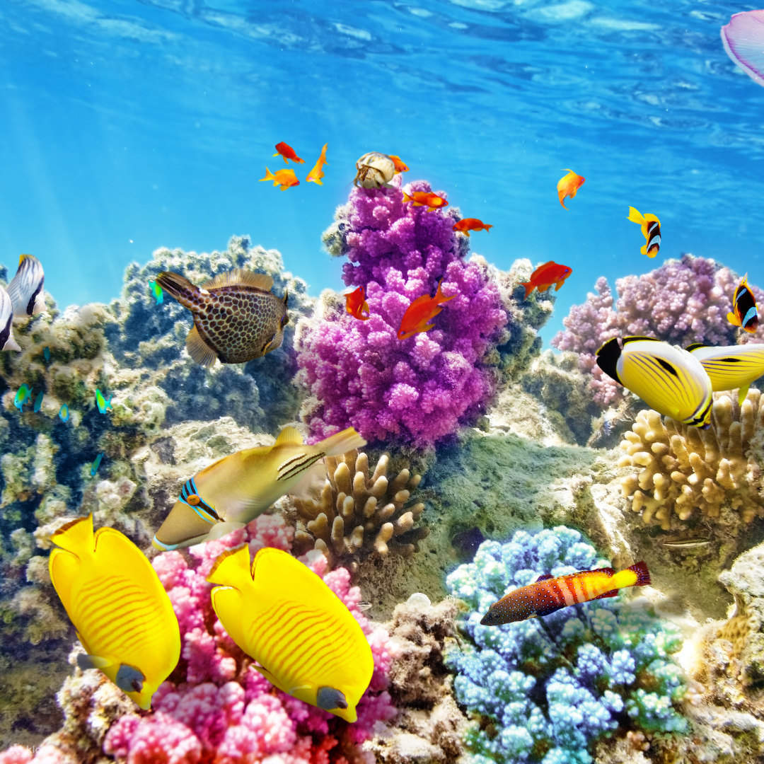 Puerto Morelos Coral Reef Snorkeling in Cancun - Klook