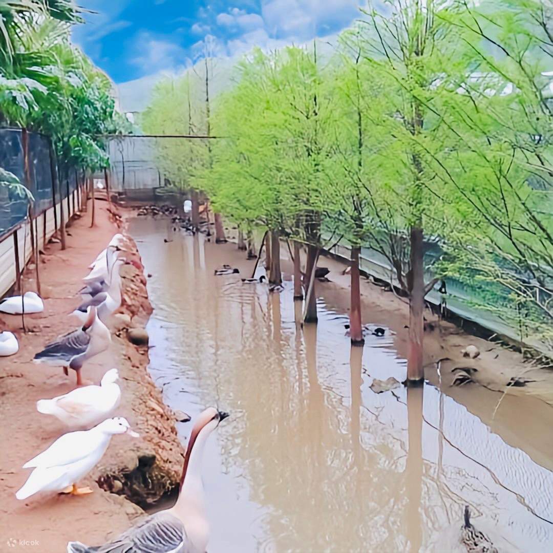 เถาหยวน: Tea Field 里山野露營