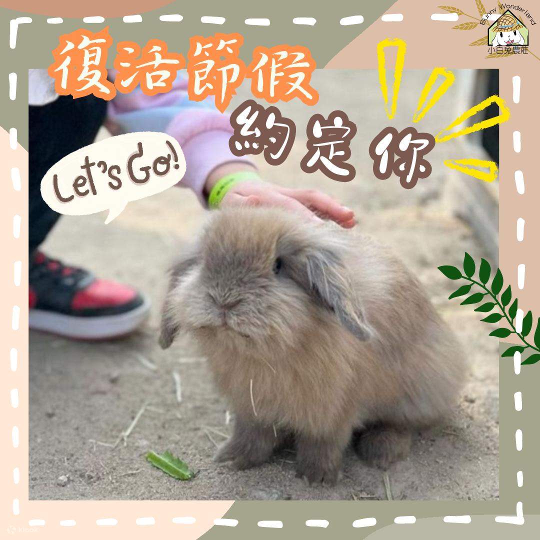[부모와 자식 활동] Yuen Long Little White Rabbit Farm Bunny Wonderland 클룩