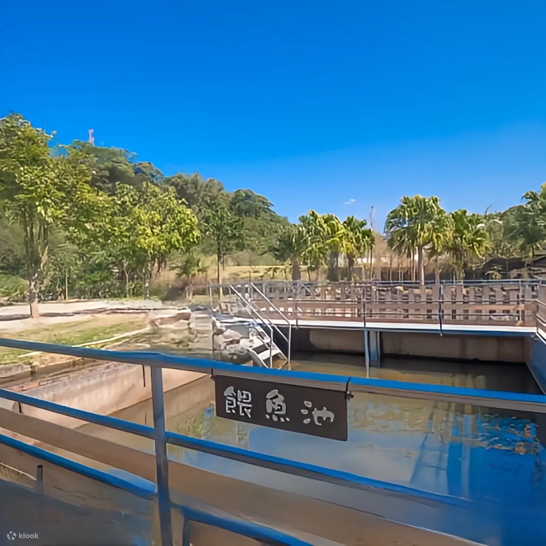 桃园：茶野里山野露营