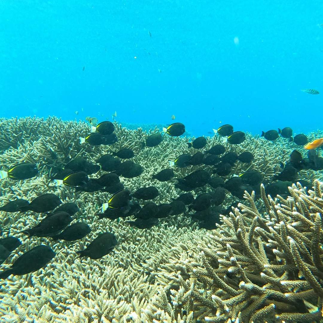 沙努爾海底生物