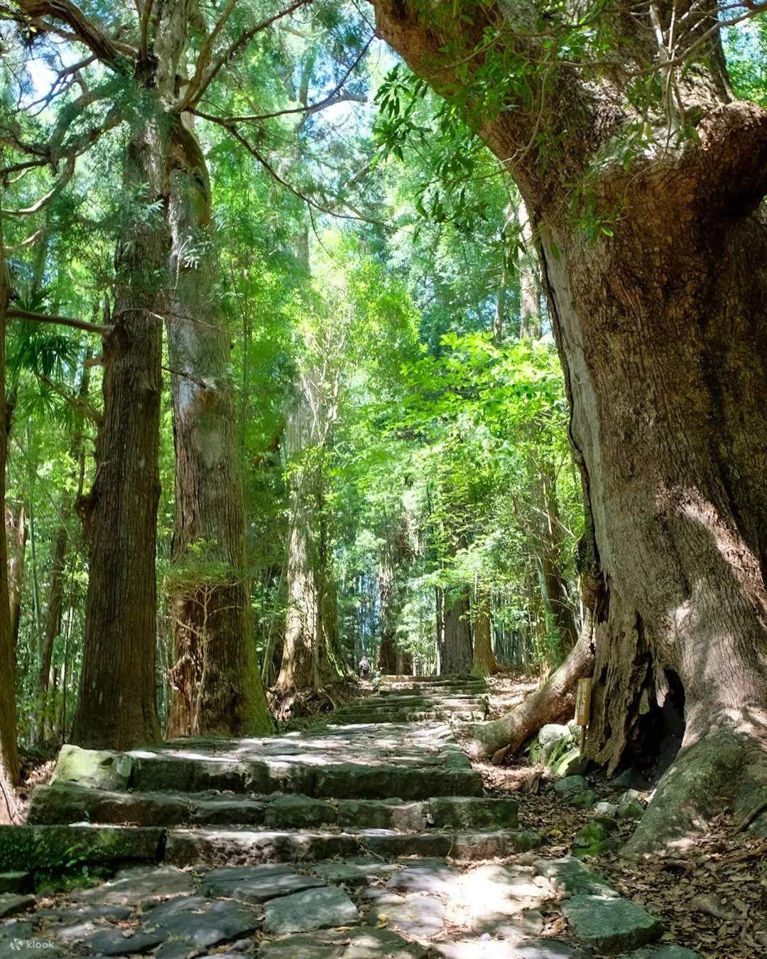 Kumano Kodo Walking Trail & Nachi Falls One Day Tour from Nagoya
