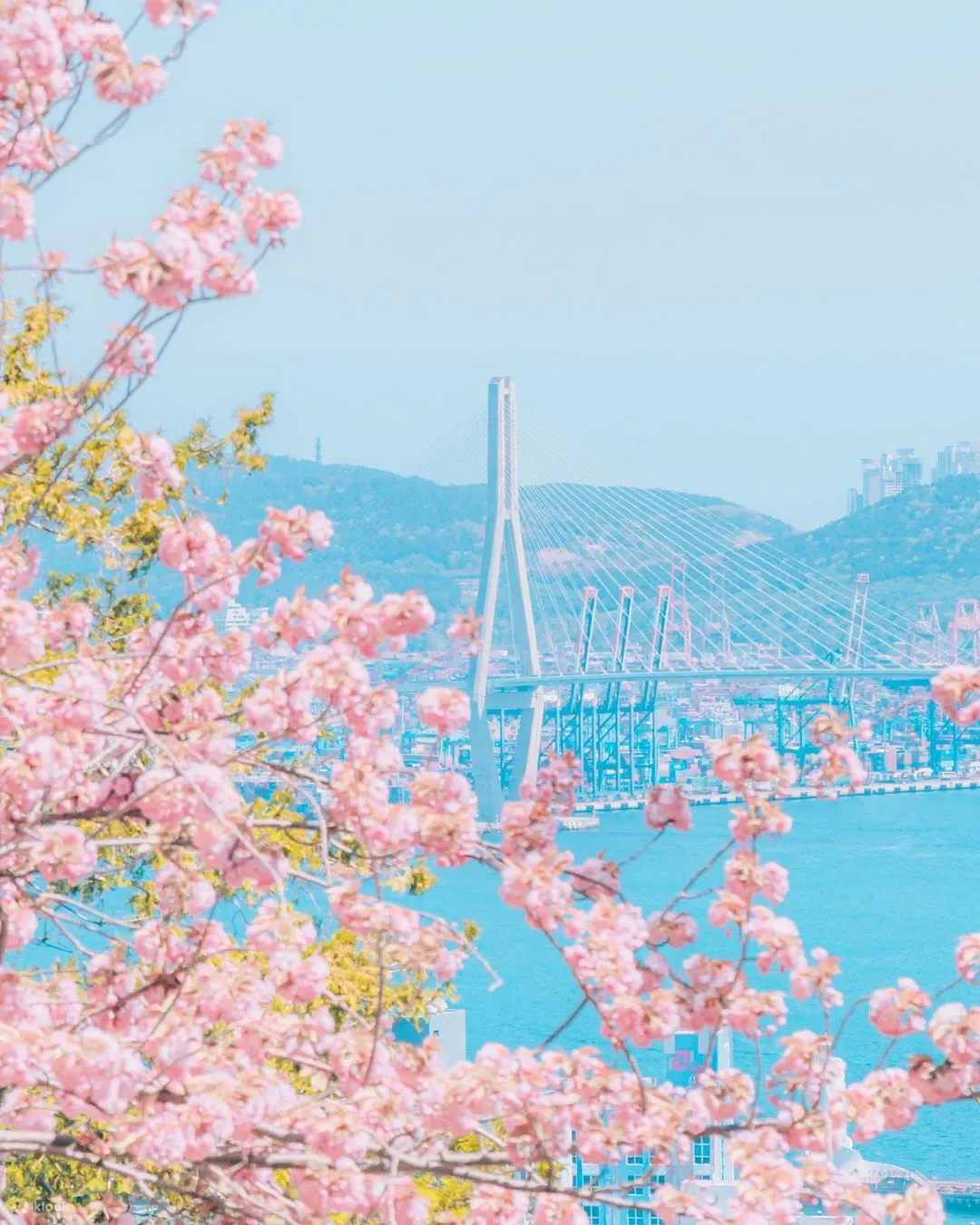 釜山からの桜狩りツアー | Klook