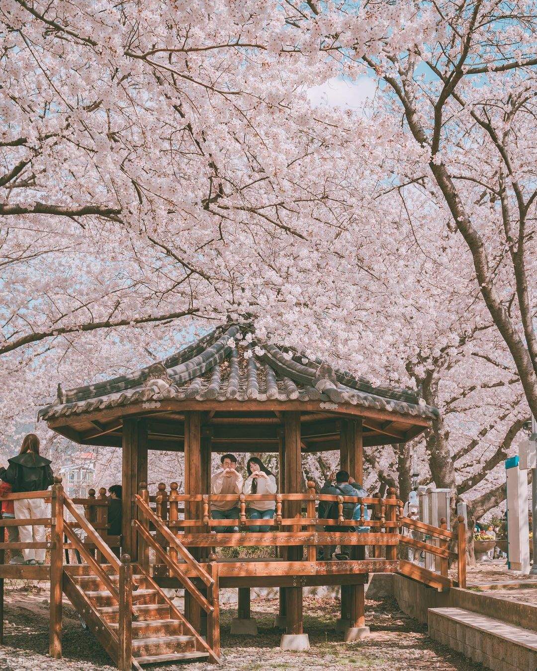 Jinhae Cherry Blossom Tour from Busan Klook