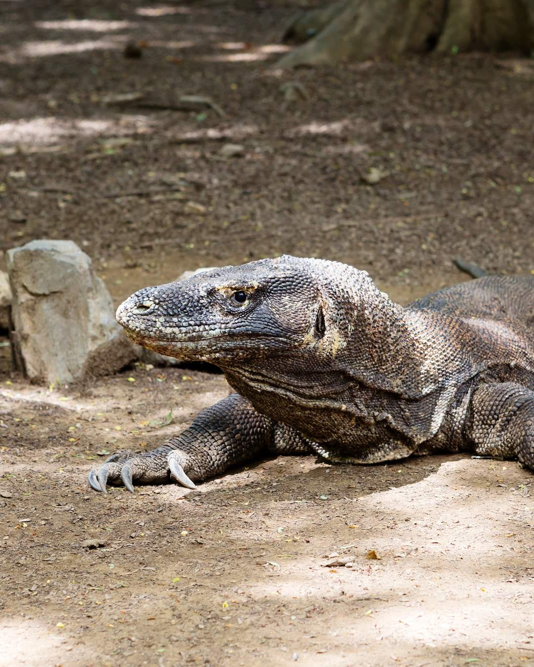 Komodowaran