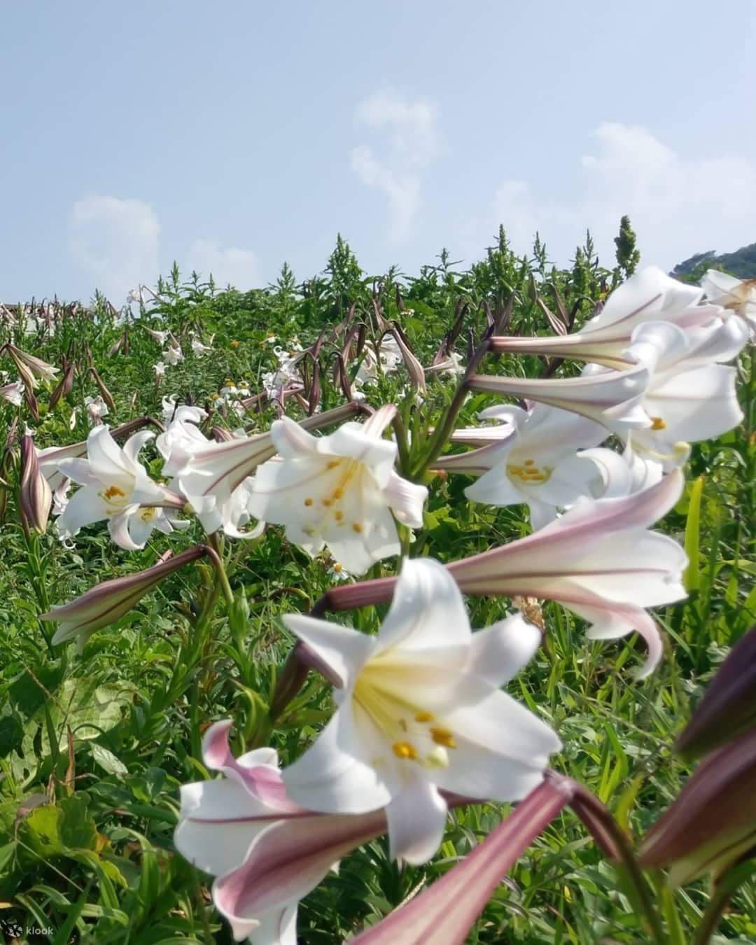 Восточная жемчужина