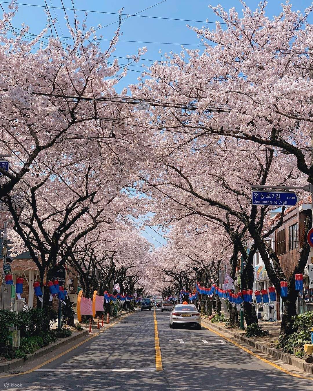 Jeju Canola Flower & Cherry Blossom Private Day Tour (By Wondertrip
